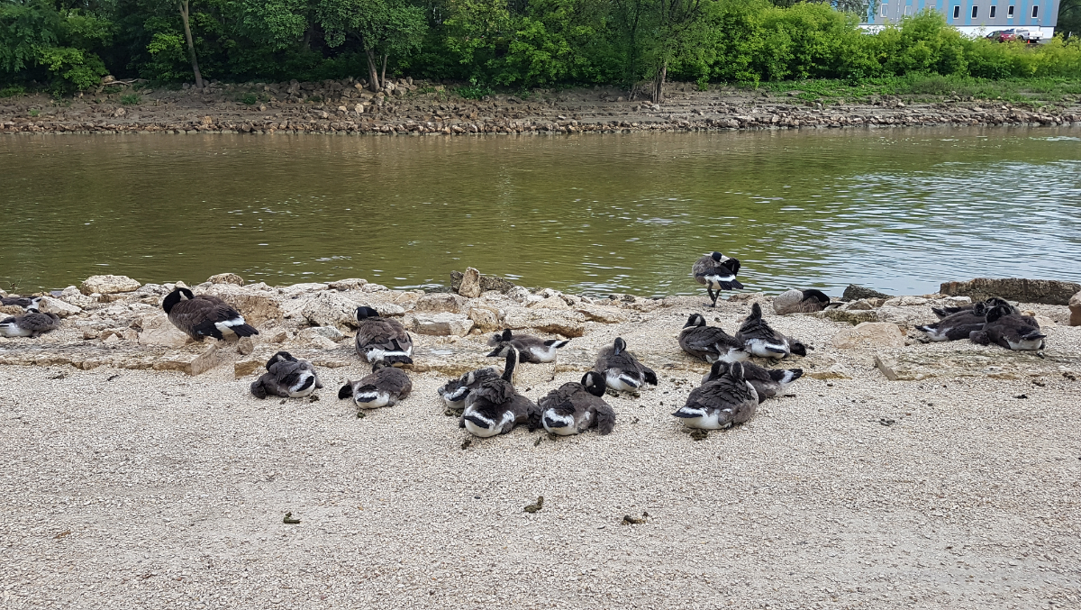roughly 15 Canada geese lying down with their heads tucked in on a gravel path alongside a brown-green river