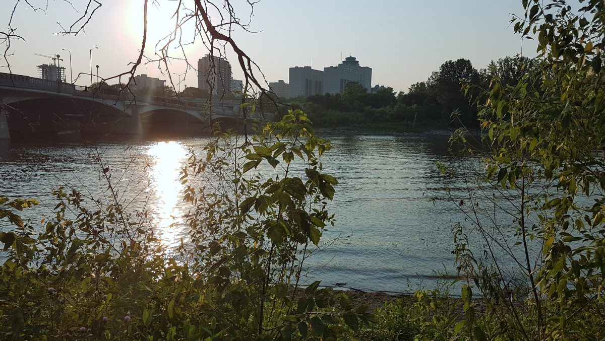 bushes along a riverbank with a greyish blue river, a concrete bridge, and buildings in the background; the sun is setting and reflecting in the river to the left of a leafy branch in the foreground