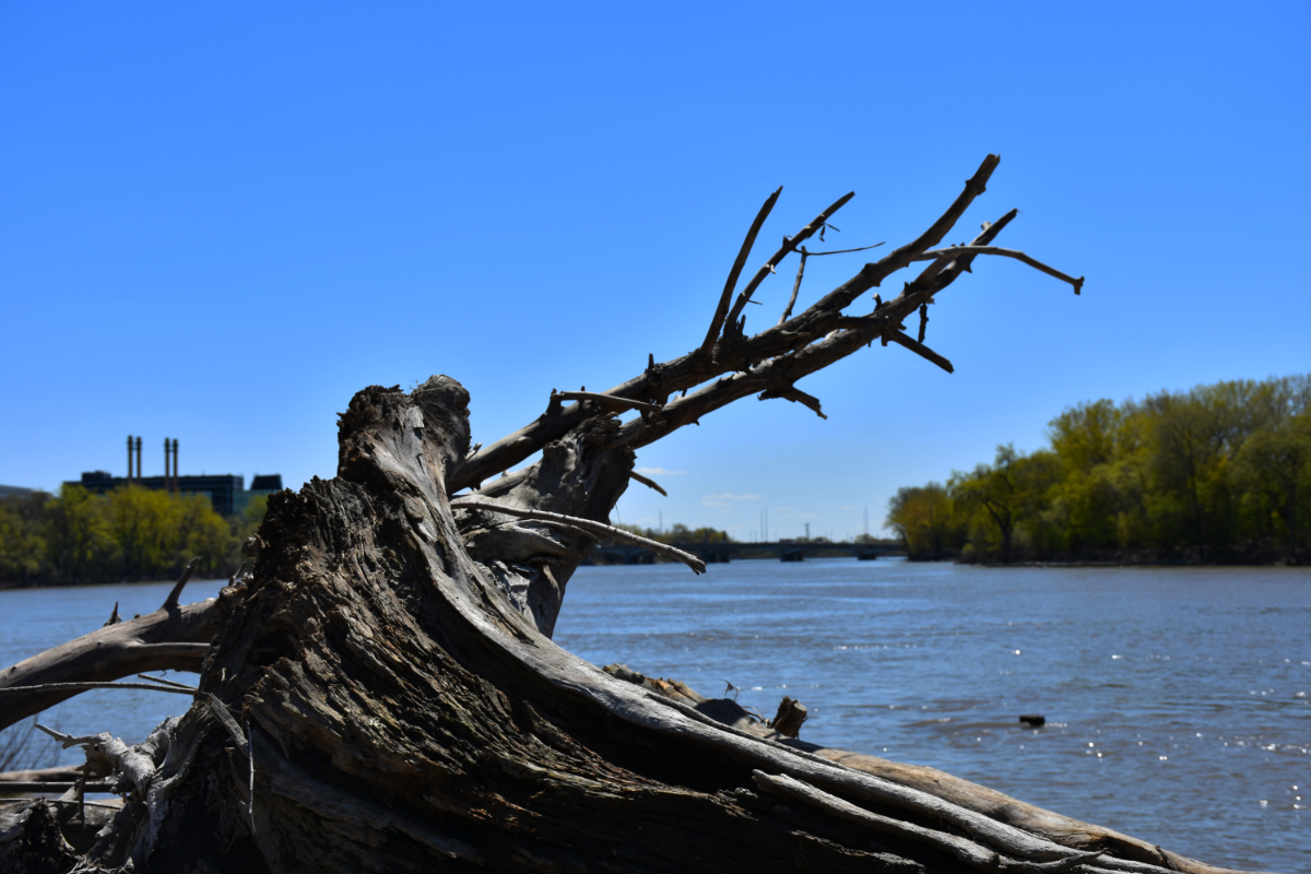 driftwood in the foreground with a river, a building, and some trees in the background, and a very bright blue sky